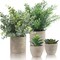 4-Pack Small Artificial Plants, Eucalyptus, Rosemary, Succulents, for Home and Office Decor